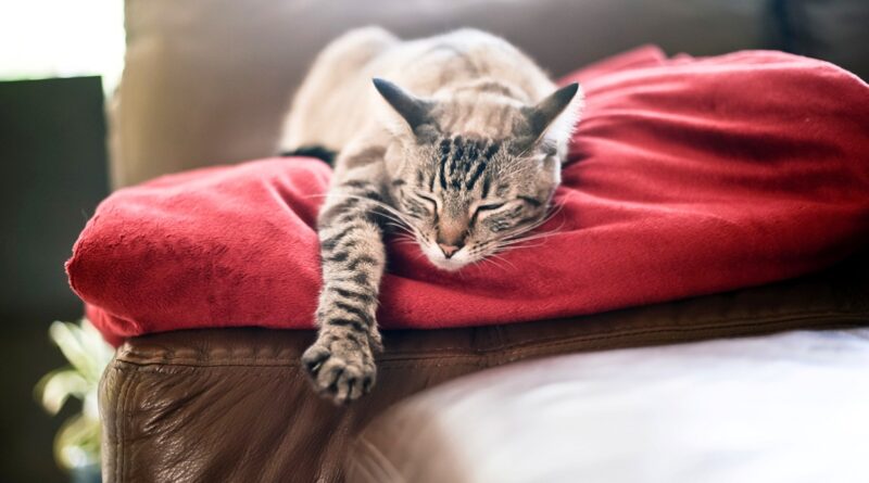 Полісорб для кішок — ліки при отруєнні