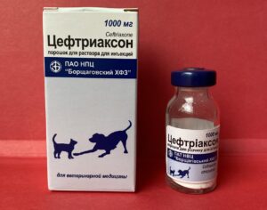 Цефтріаксон для котів — сучасний антибіотик.