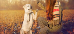 Дресирування дорослих собак.