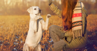 Дресирування дорослих собак