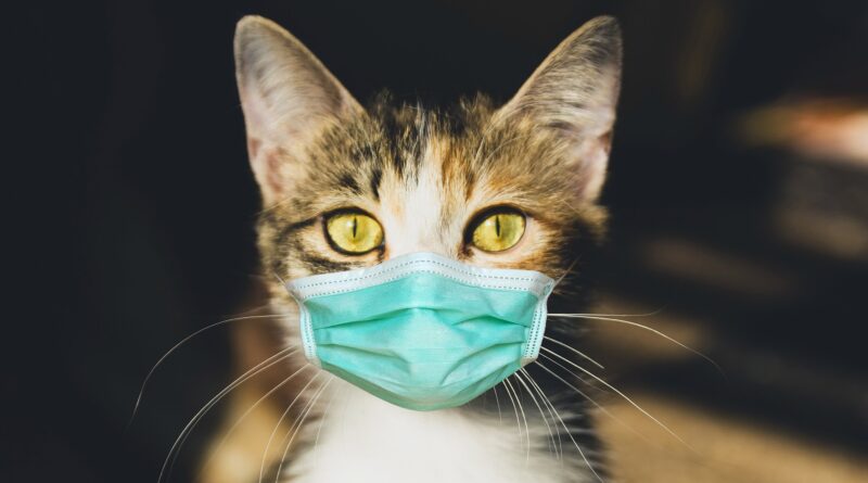 Коронавірус у кішок. Міф чи реальність