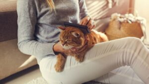 Як підстригти кішку в домашніх умовах?