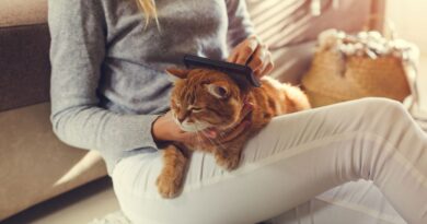 Як підстригти кішку в домашніх умовах