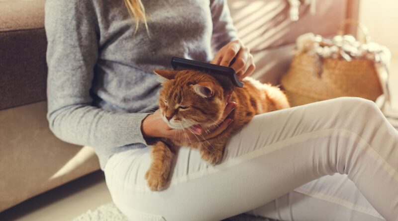 Як підстригти кішку в домашніх умовах