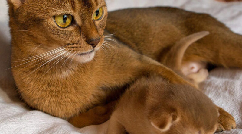 Повний огляд абісинської породи кішок