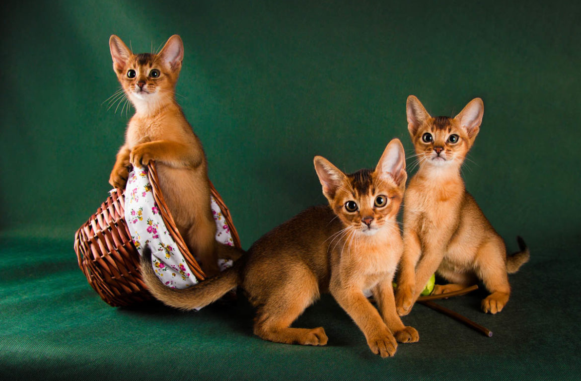 Абісинські кошенята