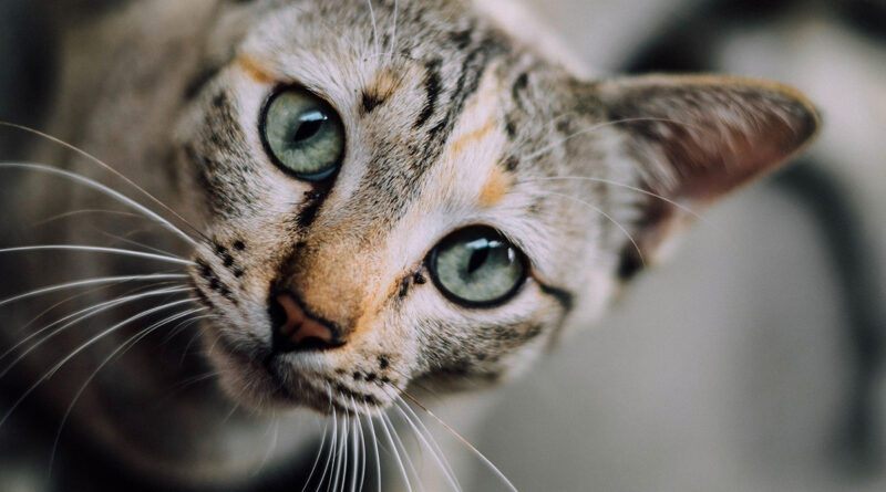 Акне у кішок: лікування та профілактика