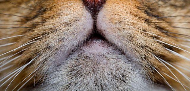 Акне у кішок та симптоми хвороби