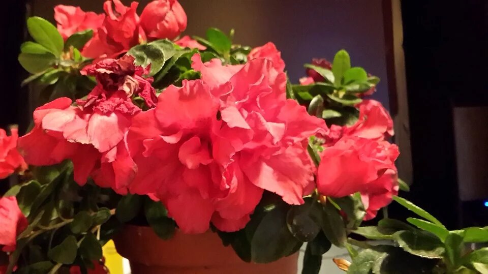 Азалія становить небезпеку для котів