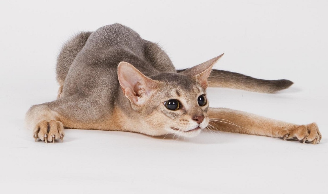 Доросла абісинська кішка блакитного забарвлення