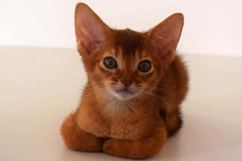 Червоне забарвлення абісинського кошеня