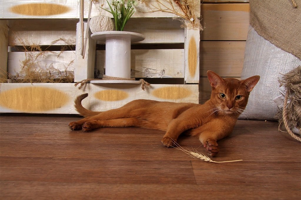 Червоне забарвлення абісинської дорослої кішки