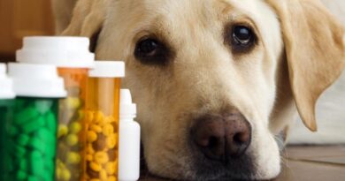 Чому собаці потрібні вітаміни