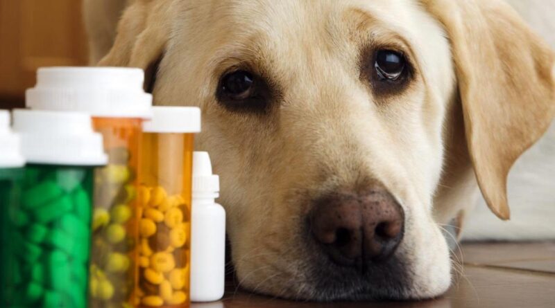 Чому собаці потрібні вітаміни