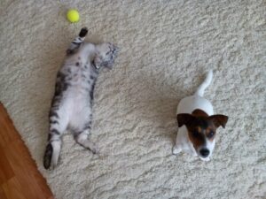 Чим зайнятися, залишаючись вдома з вихованцем?