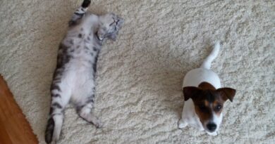 Чим зайнятися, залишаючись вдома з вихованцем