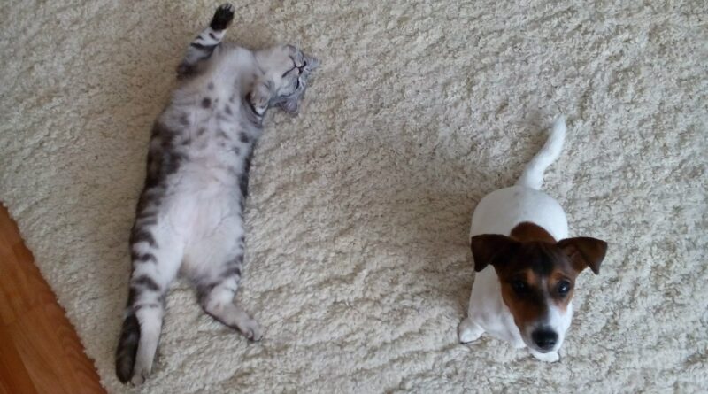 Чим зайнятися, залишаючись вдома з вихованцем