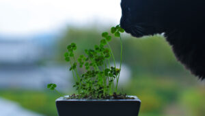 Кімнатні рослини, які небезпечні для котів.