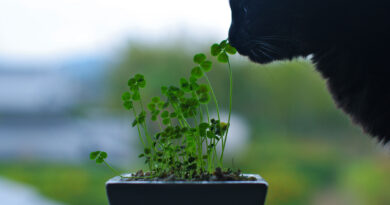 Кімнатні рослини, які небезпечні для котів