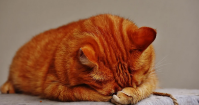 Пухнасті музи. Улюблені вихованці знаменитих поетів