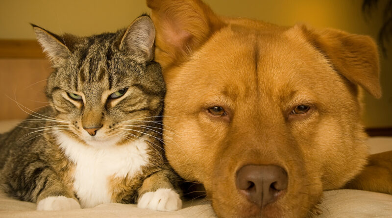 Що потрібно знати, перш ніж взяти вихованця з притулку