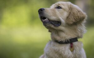 Що робити, якщо загубився собака?