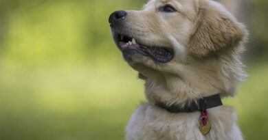 Що робити, якщо загубився собака