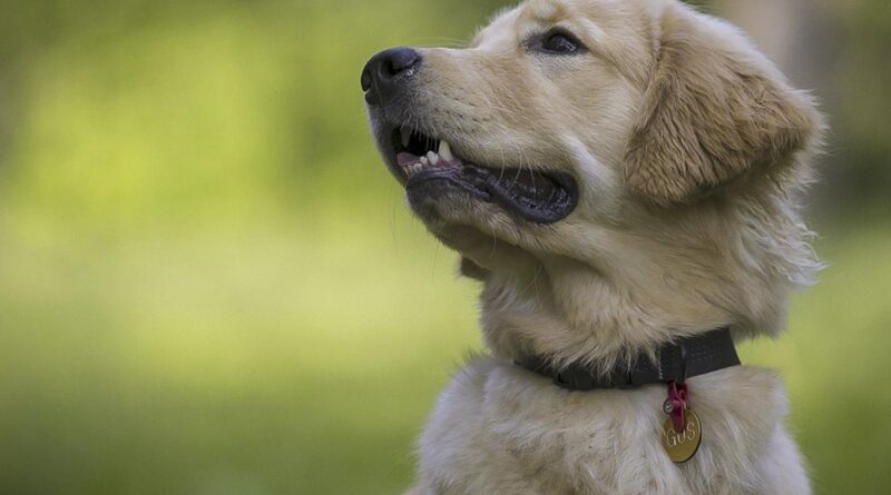 Що робити, якщо загубився собака