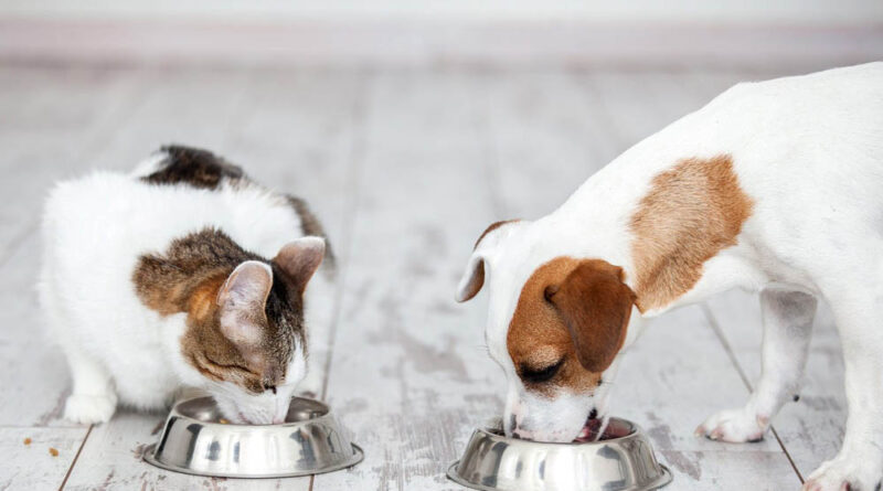 Склад кормів для домашніх тварин. Вітаміни та мінерали