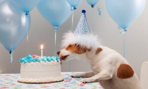 Вік собаки за людськими мірками.