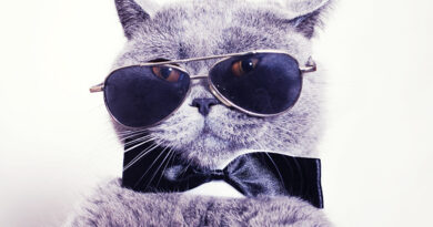 Як кішки бачать наш світ: особливості зору кішок