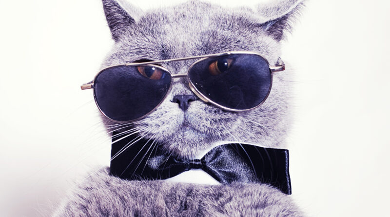 Як кішки бачать наш світ: особливості зору кішок