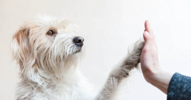 Як подбати про здоров'я суглобів собаки