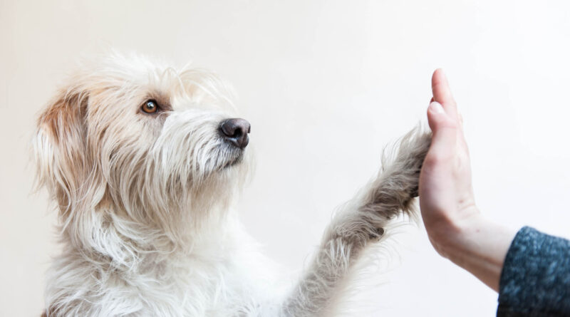 Як подбати про здоров'я суглобів собаки