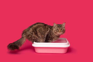 Як позбутися запаху котячої сечі?