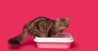 Як позбутися запаху котячої сечі