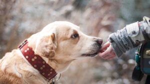 Як вихованці кажуть нам «Я тебе люблю!»?