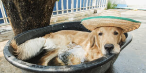 Як захистити собаку від спеки?