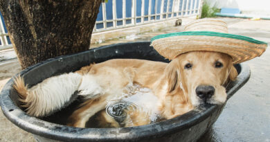 Як захистити собаку від спеки