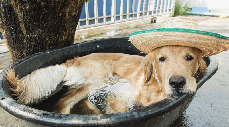 Як захистити собаку від спеки