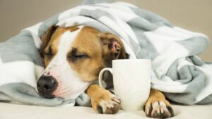 Застуда у собак: профілактика та лікування.