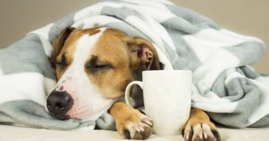 Застуда у собак: профілактика та лікування