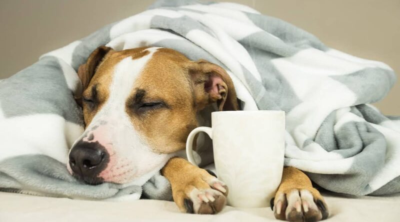 Застуда у собак: профілактика та лікування