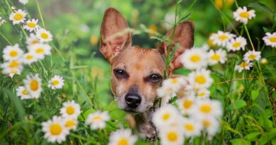 Чи можна давати ромашку собаці