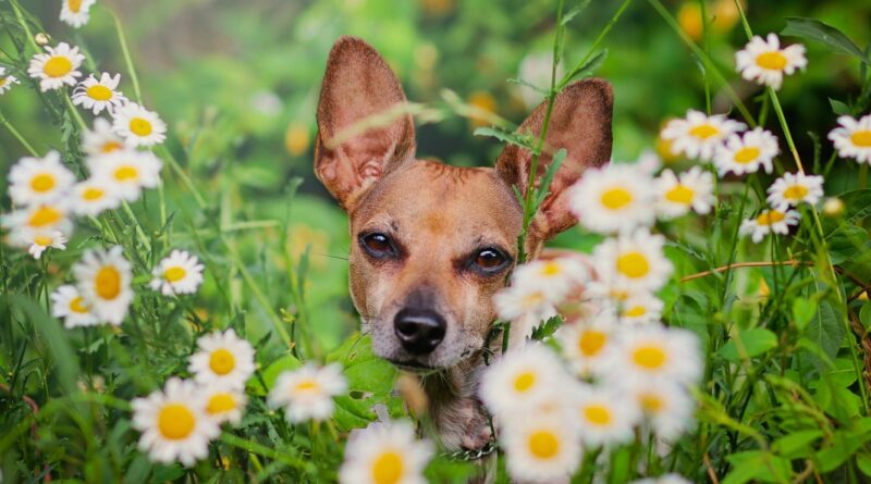 Чи можна давати ромашку собаці