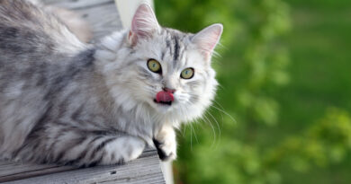 Чи можна лікувати рани у кішки зеленкою