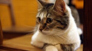 Кіт діабетик: чим годувати, як лікувати, перші ознаки захворювання?