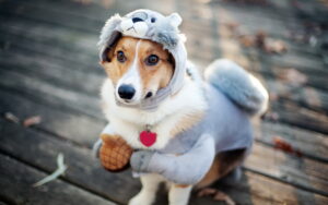 Навіщо собакам потрібні заспокійливі засоби?