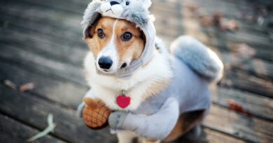 Навіщо собакам потрібні заспокійливі засоби