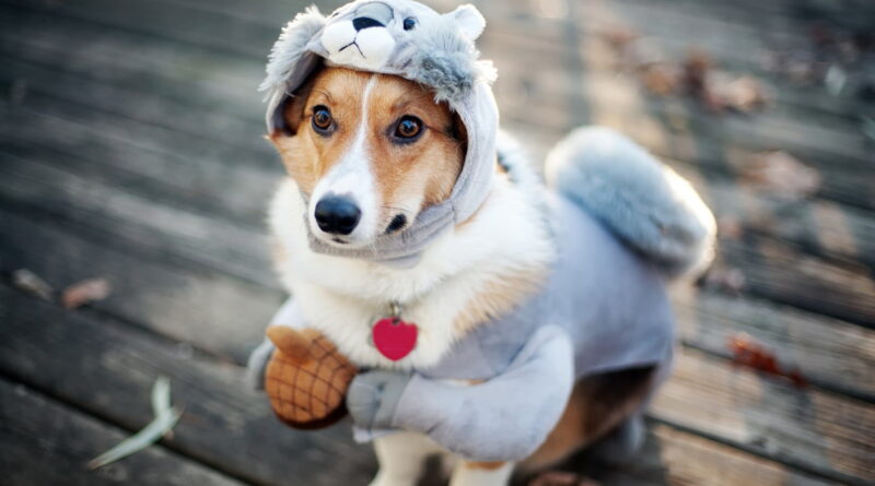 Навіщо собакам потрібні заспокійливі засоби